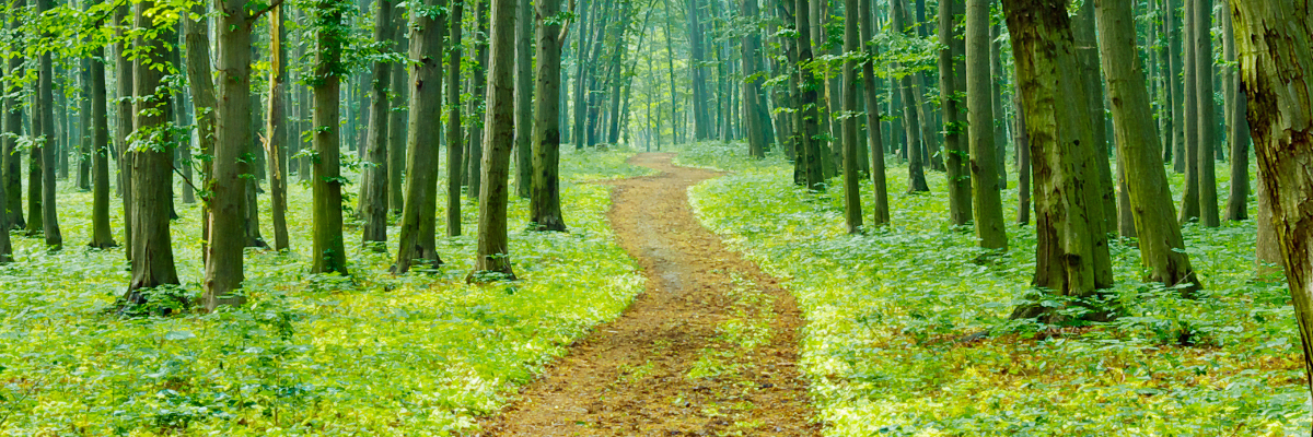 Photo of trail through woods.